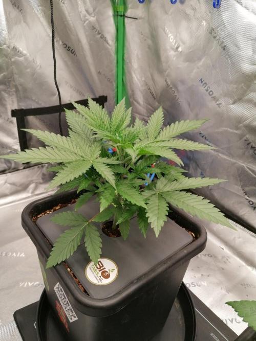 Chocolate Wafflez - Paradise Seeds -. Week 3 - Tag 17 vor dem Toppen/defoil
#1