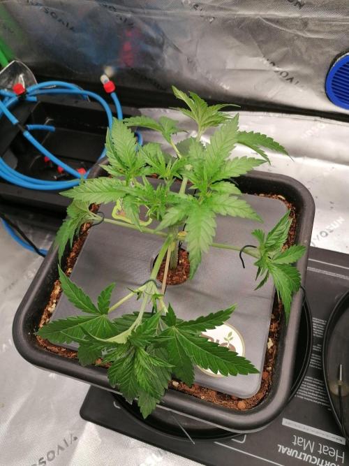 Chocolate Wafflez - Paradise Seeds -. Week 3 - Tag 17
#1