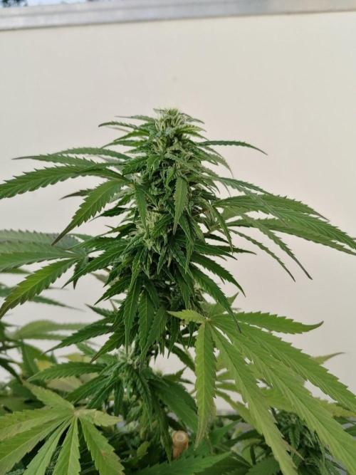 Sweet Berry's. Week 31 - Woche 35