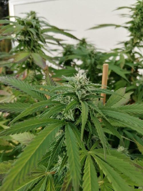 Sweet Berry's. Week 31 - Woche 35