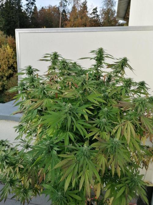 Sweet Berry's. Week 31 - Woche 35