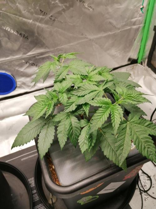 Chocolate Wafflez - Paradise Seeds -. Week 4