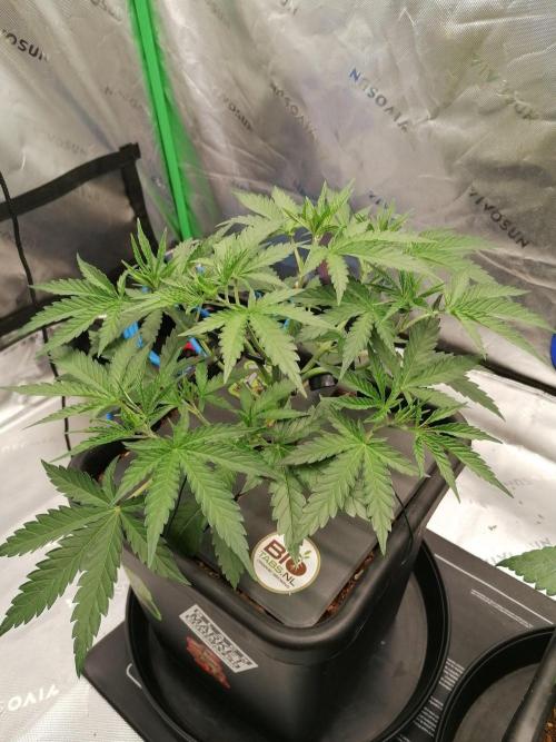 Chocolate Wafflez - Paradise Seeds -. Week 4