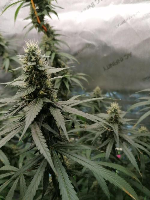 🍒 Chilled Cherry 🍒. Week 14