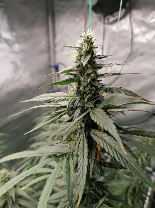 🍒 Chilled Cherry 🍒. Week 14