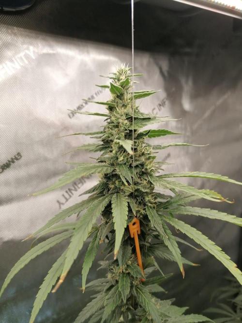 🍒 Chilled Cherry 🍒. Week 14