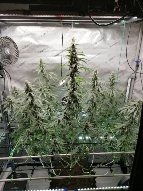 🍒 Chilled Cherry 🍒. Week 14