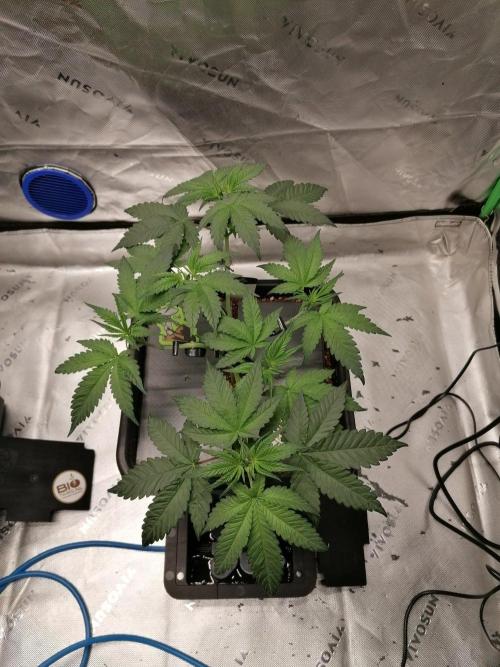 Chocolate Wafflez - Paradise Seeds -. Week 5