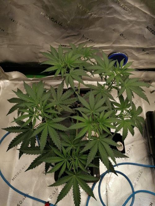 Chocolate Wafflez - Paradise Seeds -. Week 5
