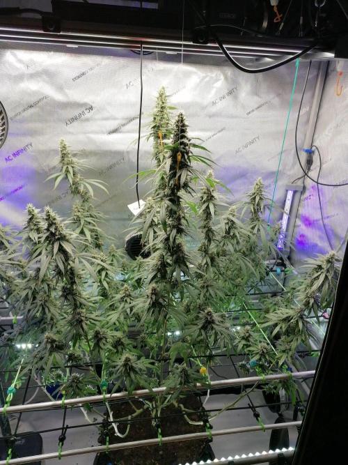 🍒 Chilled Cherry 🍒. Week 15