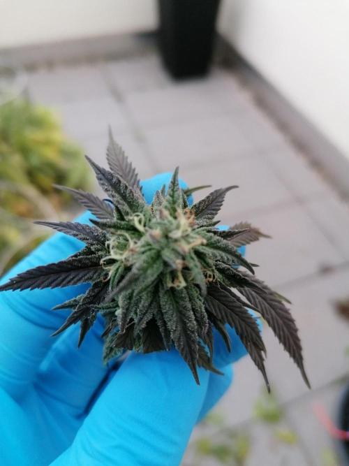 Sweet Berry's. Week 33