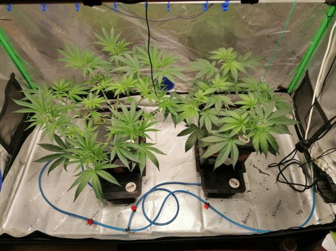 Chocolate Wafflez - Paradise Seeds -. Week 6