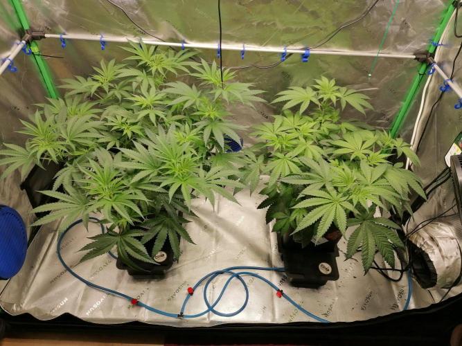 Chocolate Wafflez - Paradise Seeds -. Week 7