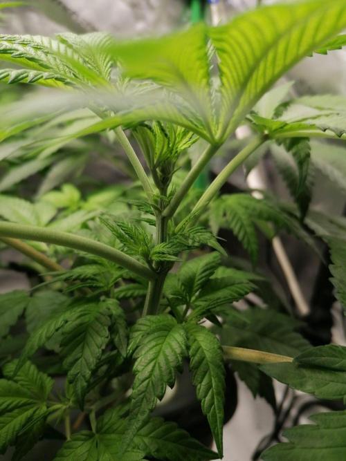Chocolate Wafflez. Week 7
