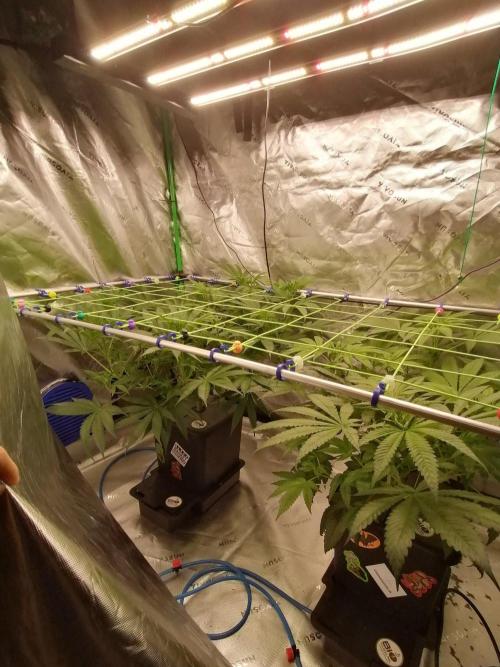 Chocolate Wafflez - Paradise Seeds -. Week 7 - Tag 9 Blüte 