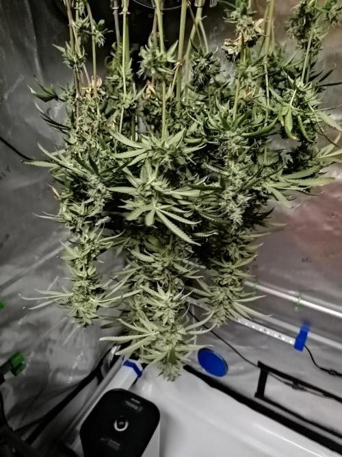 🍒 Chilled Cherry 🍒. Week 18