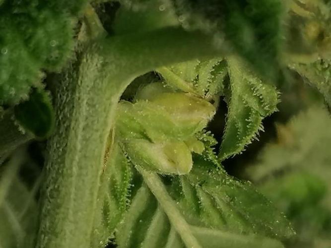 Die nächste Kirsche. Week 11 - W6D38
#1
🤐 🤐 🤐 