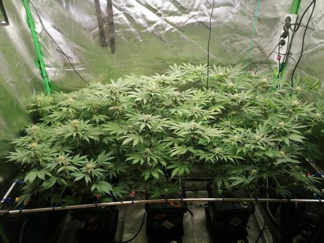 Sweetopia -Paradise Seeds-. Week 11 - W11D22 Flower 