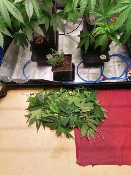Sweetopia -Paradise Seeds-. Week 6 - Wieder etwas Luft