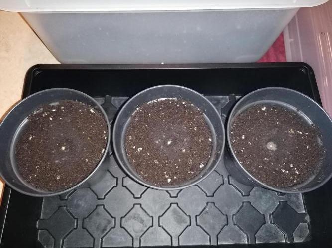 Die nächste Kirsche. Week 0