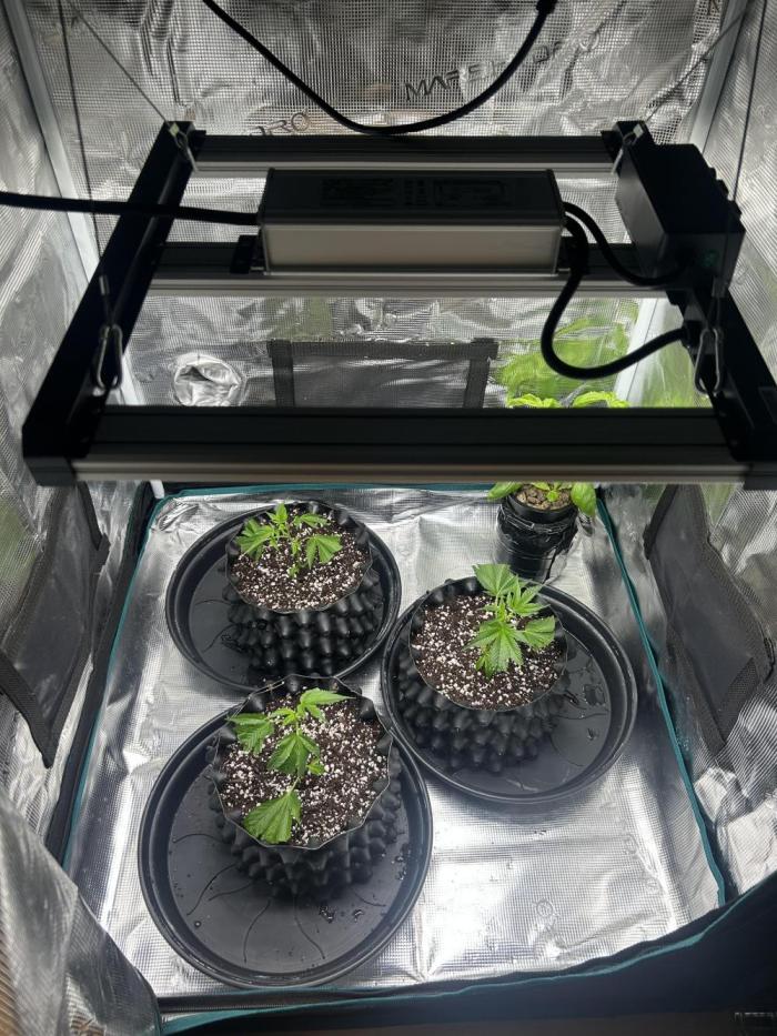 Sleepy Joe Coco Clones. Week 1