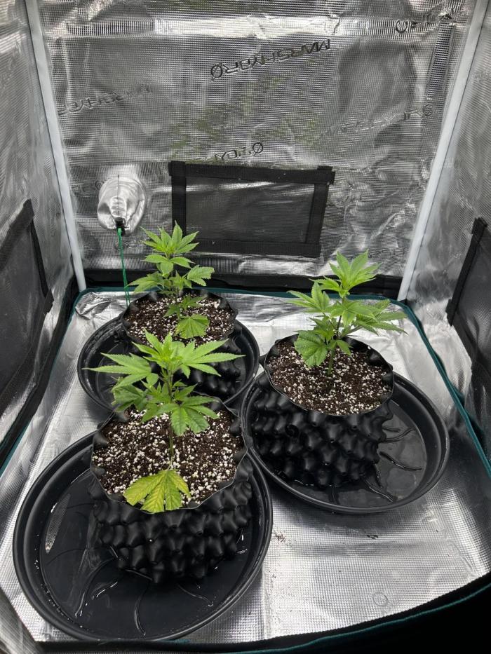 Sleepy Joe Coco Clones. Week 2 - Day 8