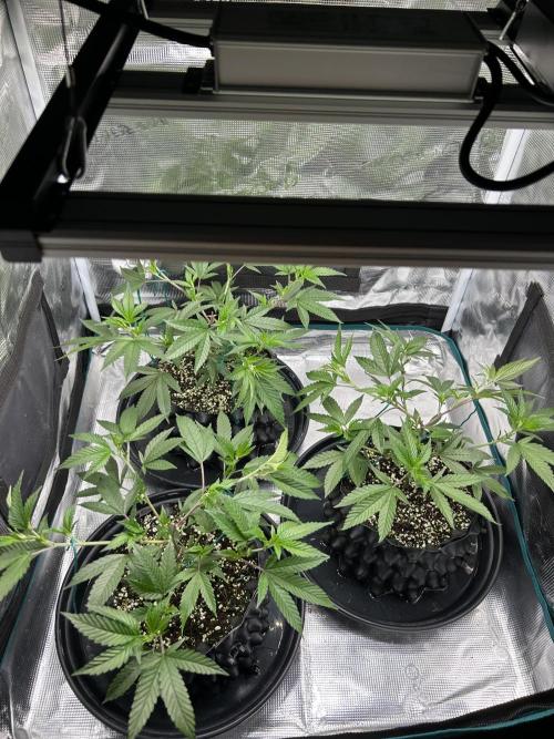 Sleepy Joe Coco Clones. Week 3 - Day 18 tied the top branches to the height of the others