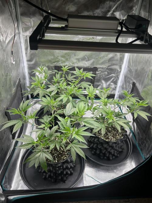 Sleepy Joe Coco Clones. Week 3 - Day 20 did recover well 