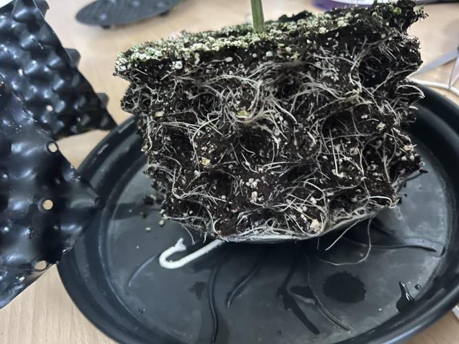 Sleepy Joe Coco Clones. Week 4 - Roots of 3.5 l pot