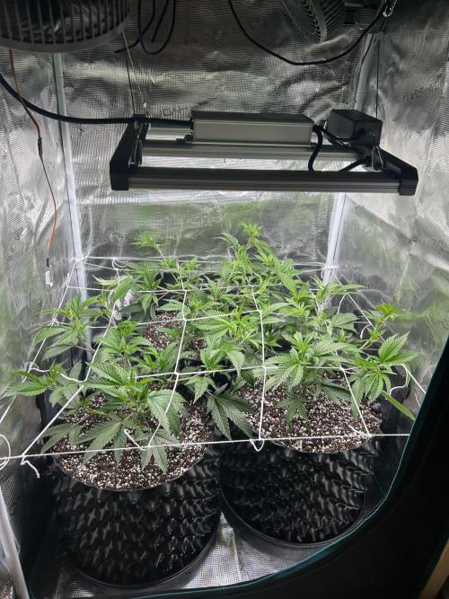 Sleepy Joe Coco Clones. Week 4 - Day 23 with scrog 