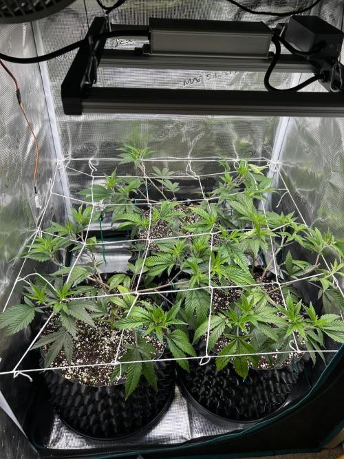 Sleepy Joe Coco Clones. Week 4 - Day 26