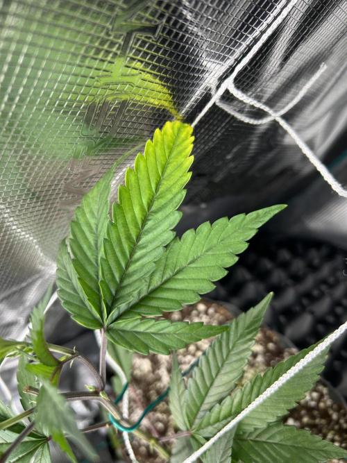 Sleepy Joe Coco Clones. Week 4