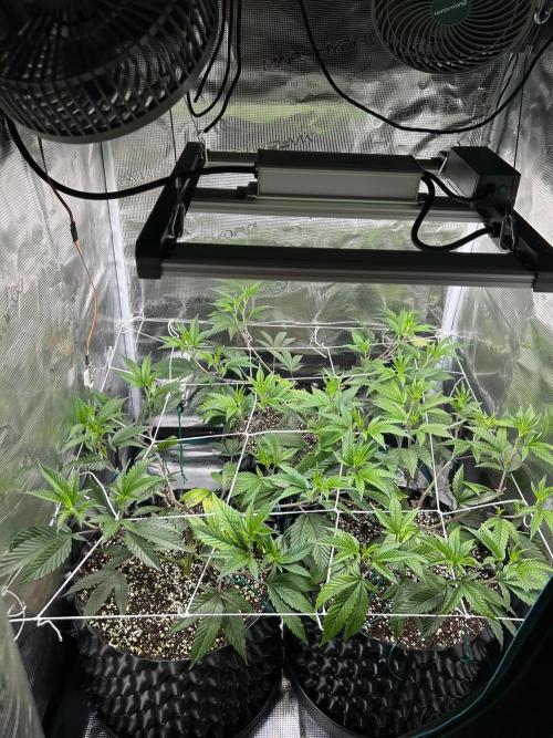 Sleepy Joe Coco Clones. Week 5 - Day 28