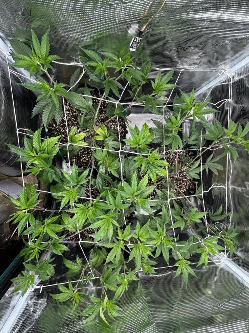 Sleepy Joe Coco Clones. Week 5