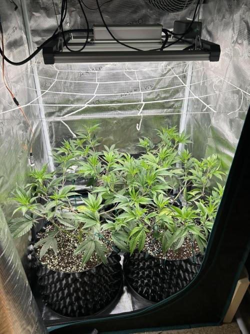 Sleepy Joe Coco Clones. Week 5 - Day 30