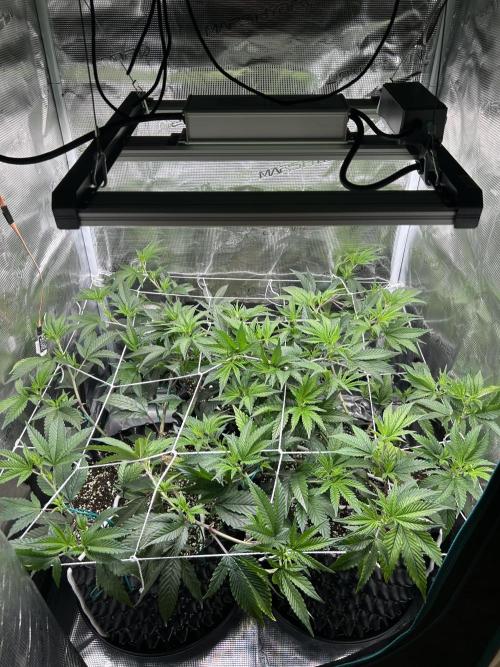 Sleepy Joe Coco Clones. Week 5 - Day 33