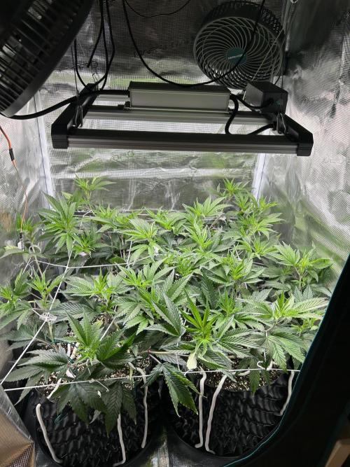 Sleepy Joe Coco Clones. Week 6 - Day 36