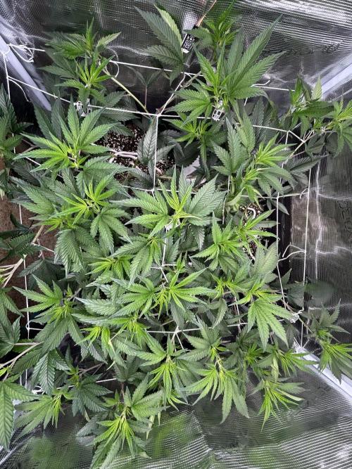 Sleepy Joe Coco Clones. Week 6