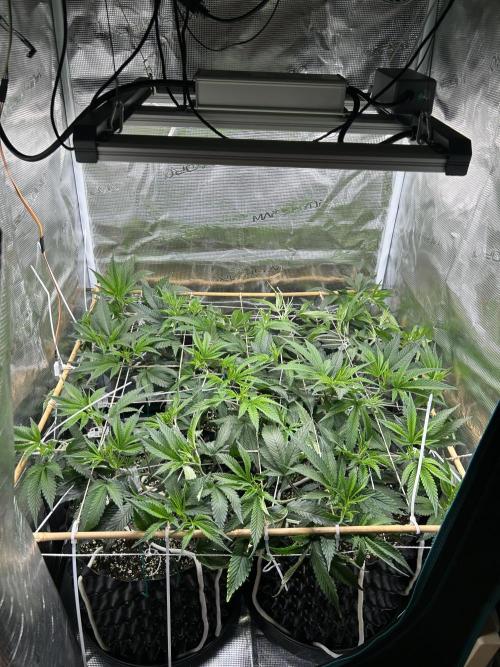Sleepy Joe Coco Clones. Week 6 - Day 40, crafted myself a frame out of bamboo for a better scrog 