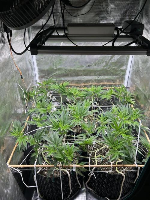 Sleepy Joe Coco Clones. Week 7 - Day 43