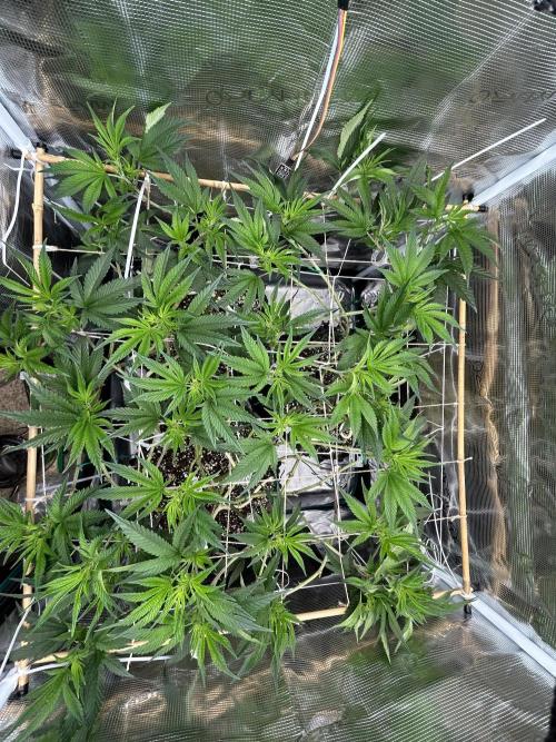 Sleepy Joe Coco Clones. Week 7