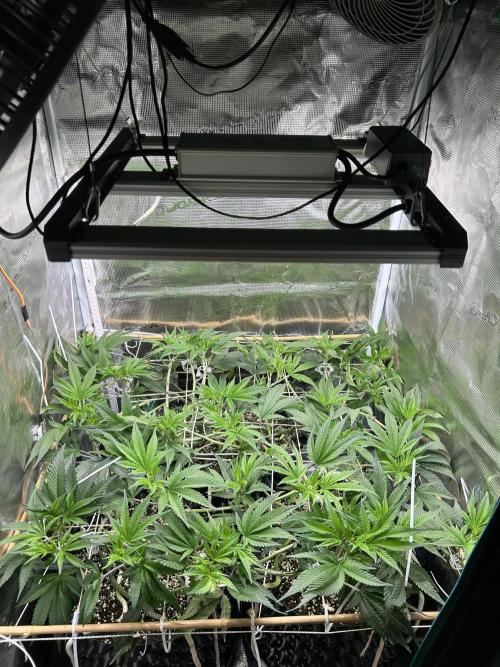 Sleepy Joe Coco Clones. Week 7 - Day 46