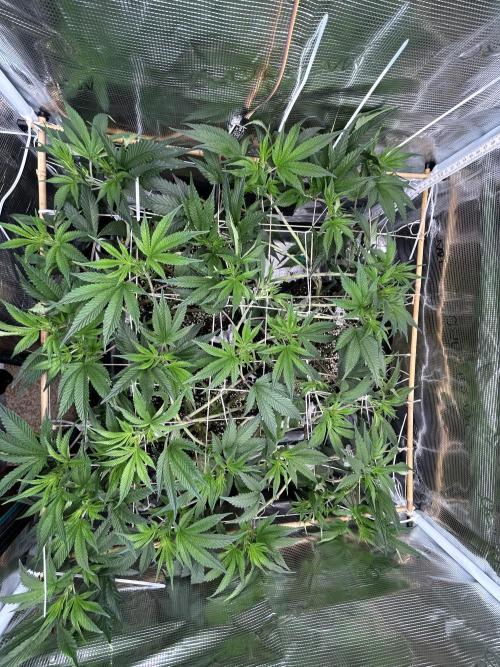 Sleepy Joe Coco Clones. Week 7