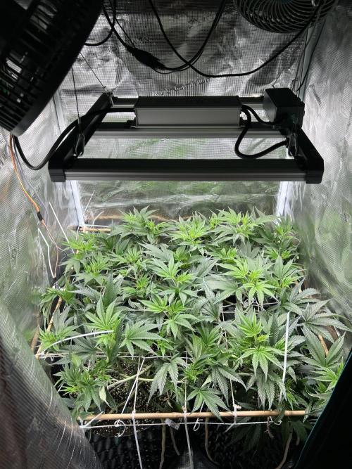 Sleepy Joe Coco Clones. Week 8 - Day 51