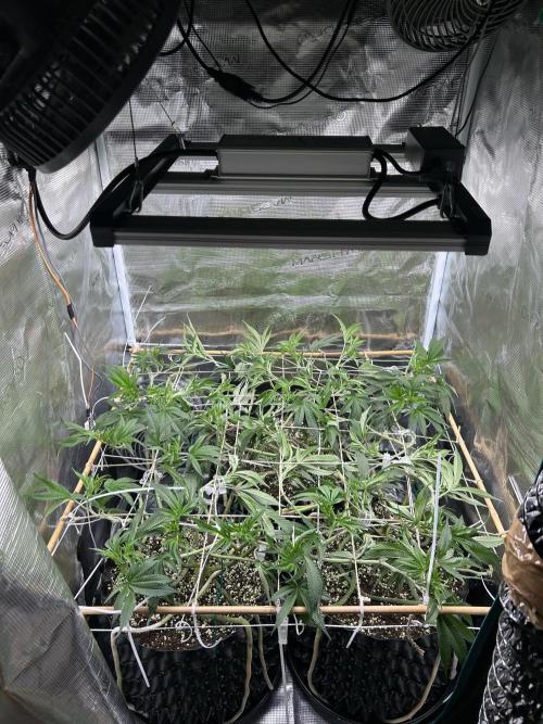 Sleepy Joe Coco Clones. Week 8