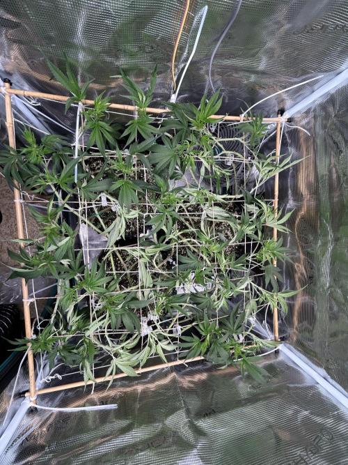 Sleepy Joe Coco Clones. Week 8