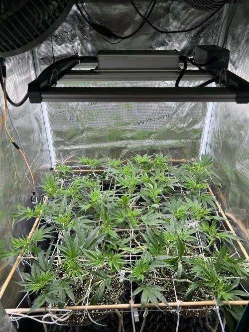 Sleepy Joe Coco Clones. Week 8 - Day 52, just a day later 