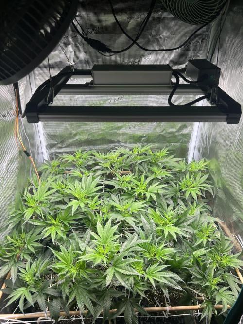 Sleepy Joe Coco Clones. Week 9 - Day 57, 3 of flower 