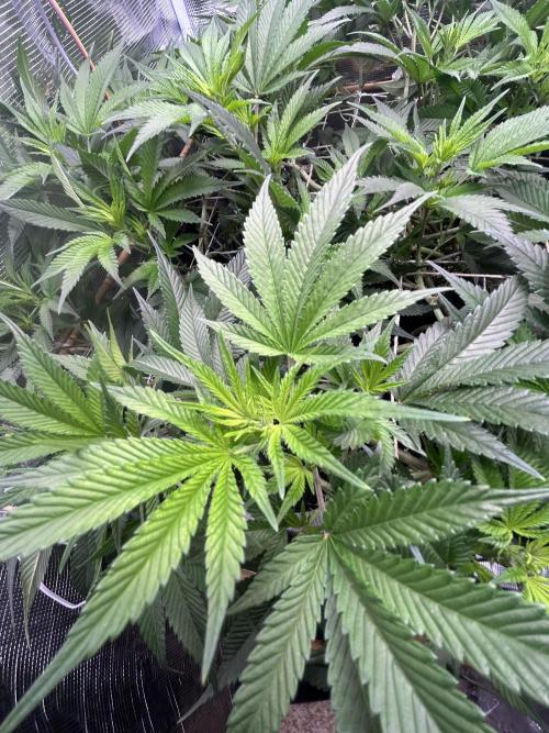 Sleepy Joe Coco Clones. Week 9