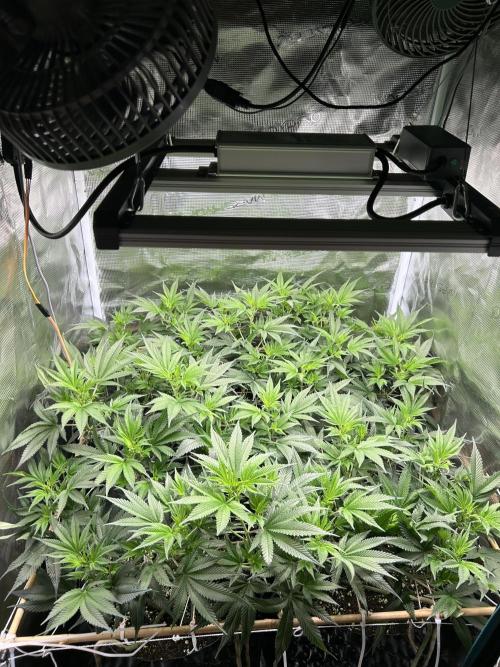 Sleepy Joe Coco Clones. Week 9 - Day 5 of flower